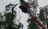 Szczecin: Wycinali drzewa... w sobotę o piątej rano