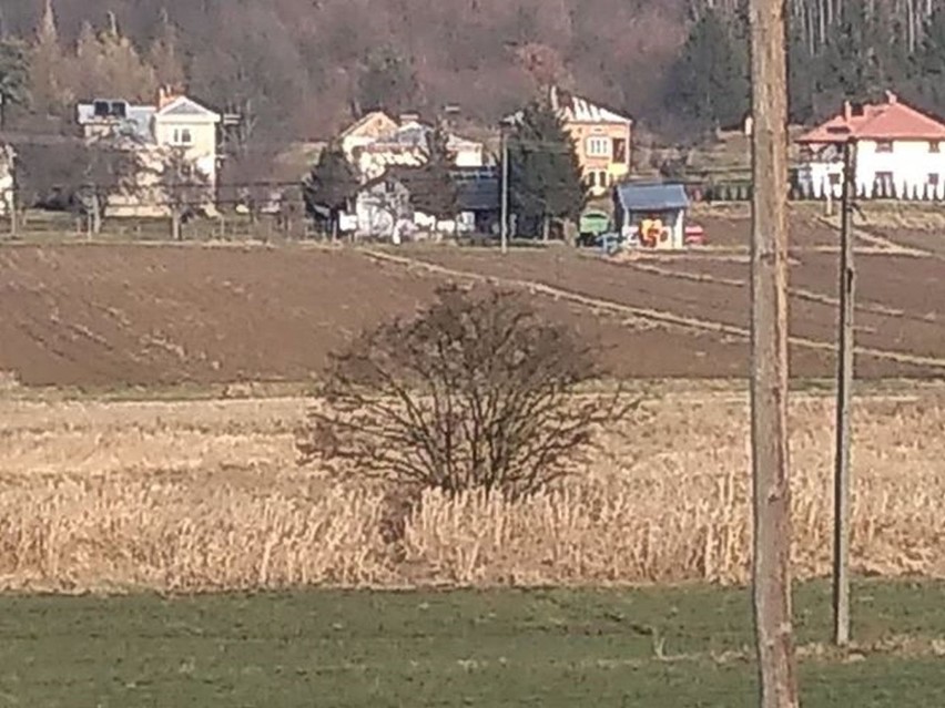 Wilk podchodził pod zabudowania w Tarnowcu. Wyglądał na przestraszonego [FOTO]