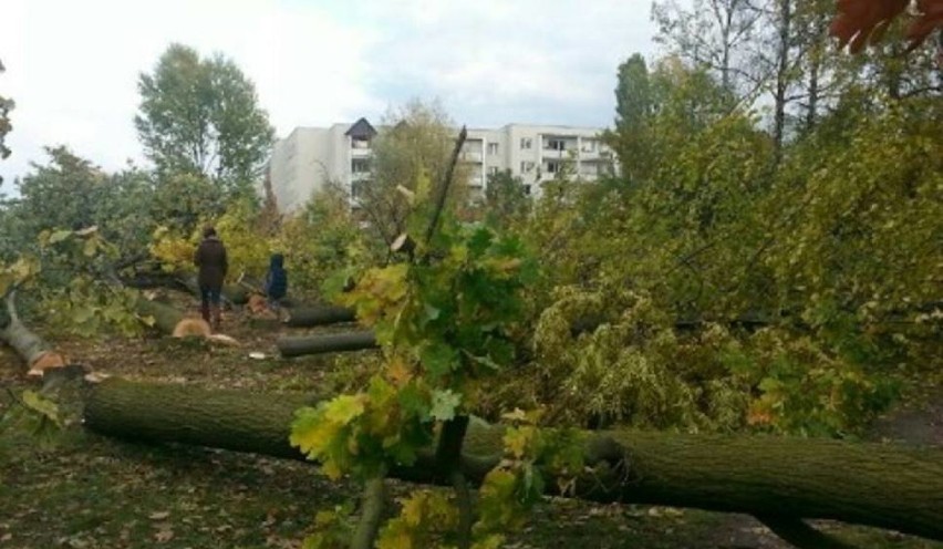 Wycinka drzew w Łodzi