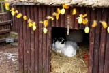 Święto Jaja we wrocławskim zoo [zdjęcia]