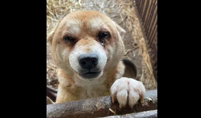 Głośna interwencja aktywistów miała miejsce ostatnio także w Środzie Wielkopolskiej - odebrano tam 38 psów w dramatycznym stanie.