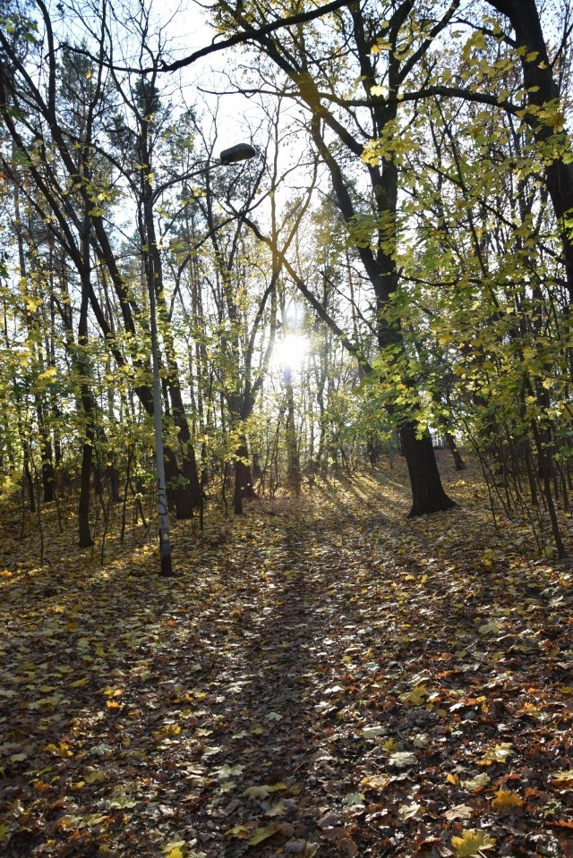 Park Braniborski w Zielonej Górze jesienią.