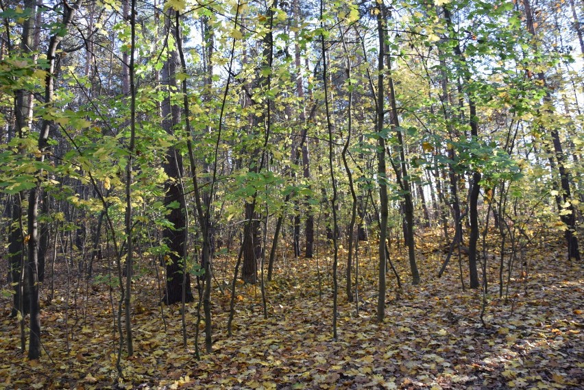 Park Braniborski w Zielonej Górze jesienią.