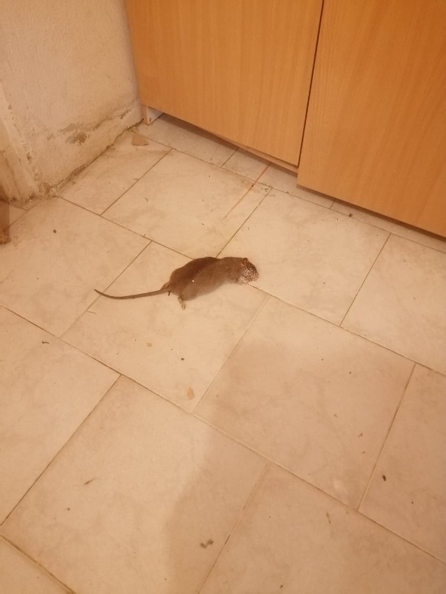 Szczury w Piotrkowie. Szczur znaleziony w jednej z piwnic domu na osiedlu domków jednorodzinnych przy ul. Nałkowskiej 