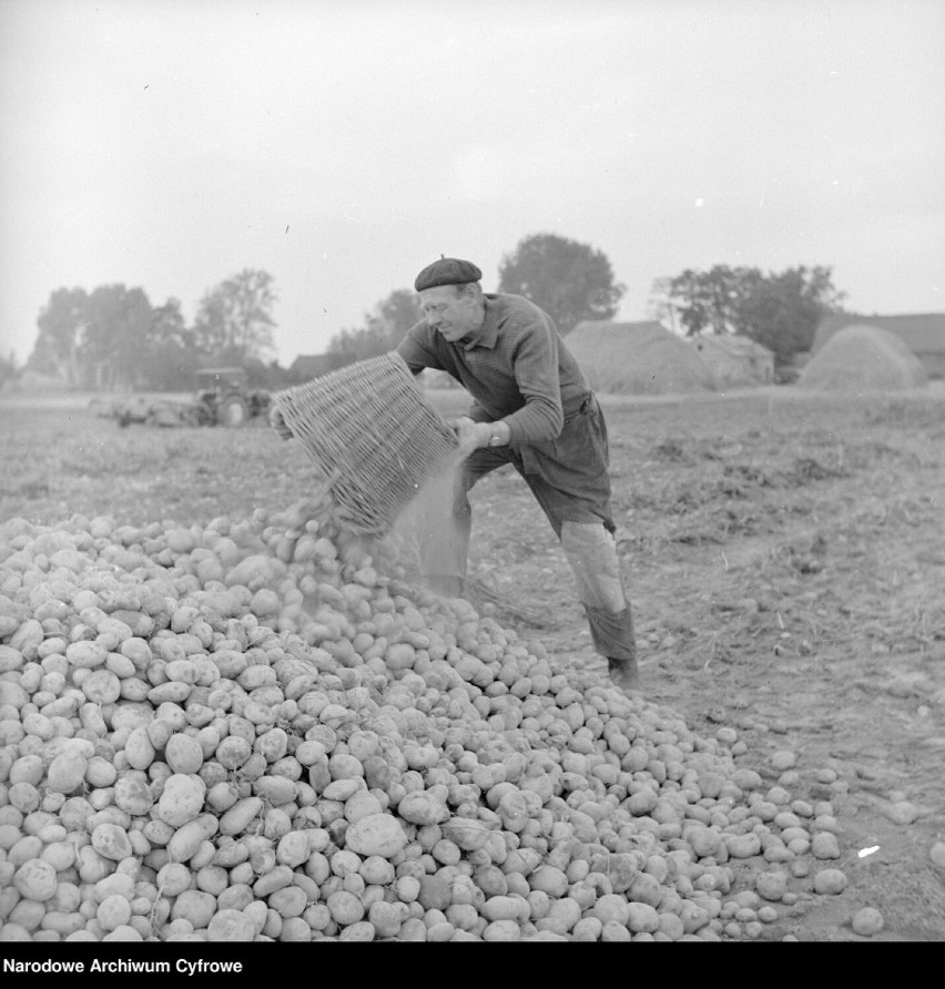 Pamiętacie "wykopki"? Do zbierania ziemniaków szły na pola pod Tarnowem całe rodziny i sąsiedzi, a nawet przyjeżdżali na wieś "miastowi"