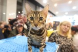 Wystawa kotów na Światowy Dzień Kota (ZDJĘCIA)