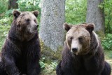 Policja w Bieszczadach nie będzie strzelać do niedźwiedzi. Użyje broni tylko w przypadku zagrożenia zdrowia lub życia ludzi