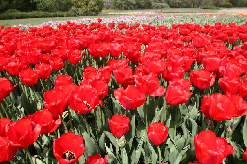 Tulipany kwitną w Ogrodzie Botanicznym w Łodzi