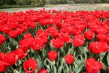 Tulipany kwitną w Ogrodzie Botanicznym w Łodzi [ZDJĘCIA]
