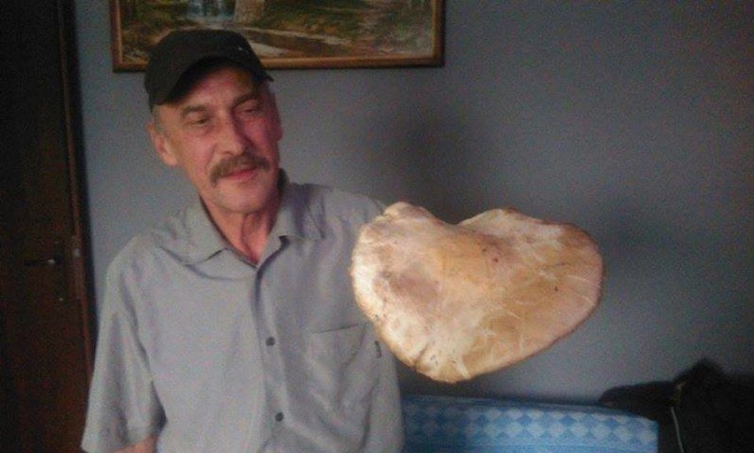 Krzysztof Zaborowski z Lipna znalazł gigantyczną pieczarkę 
