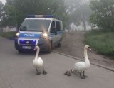 Łabędzie maszerowały całą szerokością drogi wojewódzkiej w Pakości. Interweniowała policja [zdjęcia]