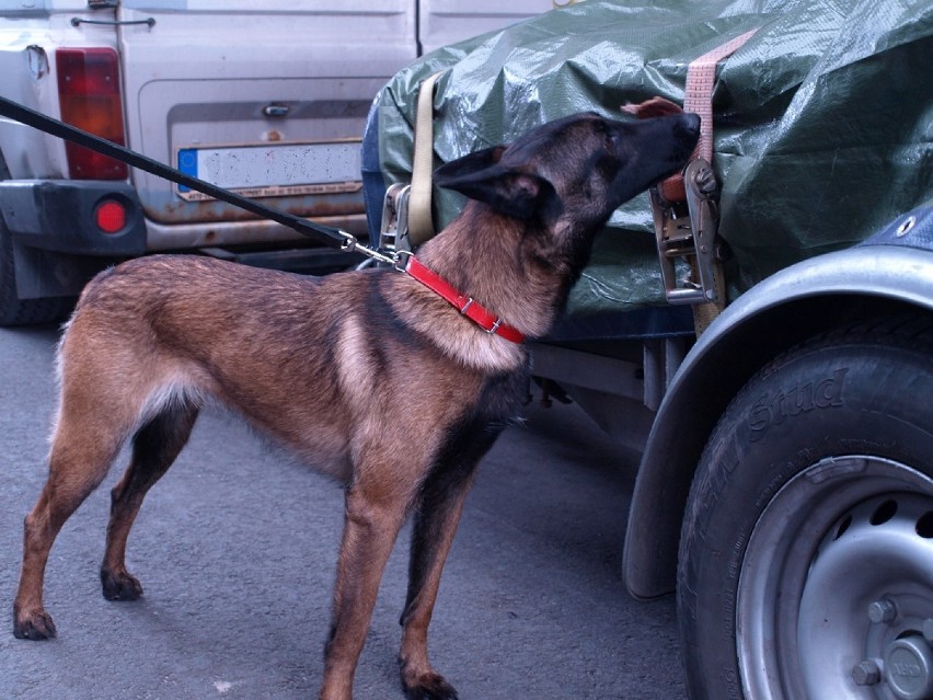 Pies służbowy Straży Granicznej wywęszył narkotyki