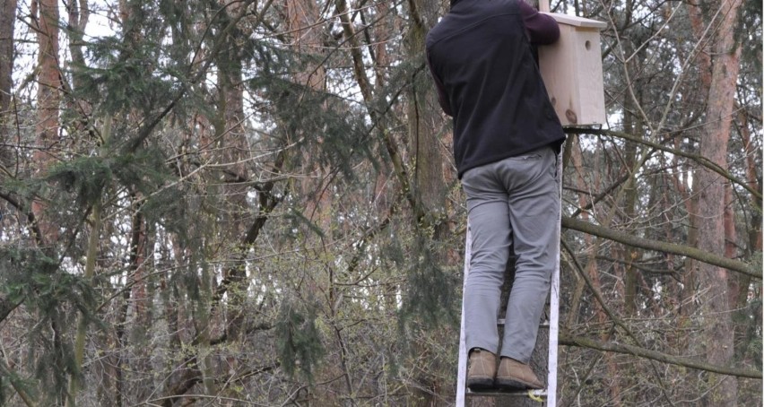Krasnystaw. Skazani z krasnostawskiego aresztu zrobili drewniane budki lęgowe dla ptaków. Zobacz zdjęcia