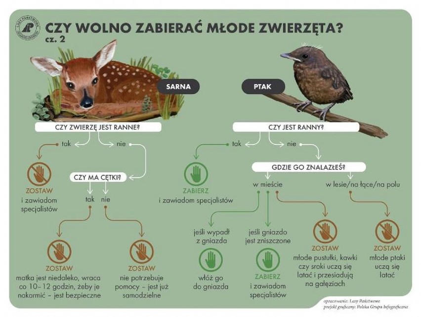 GÓRA. Nie zabierajcie dzikich zwierząt z lasu. Niestety, nie wszyscy o tym pamiętają. Do nadleśnictwa przyniesiono małą sarnę [ZDJĘCIA]