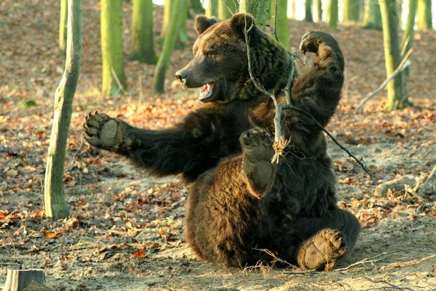 Niedźwiedzie w Nowym Zoo czują się świetnie