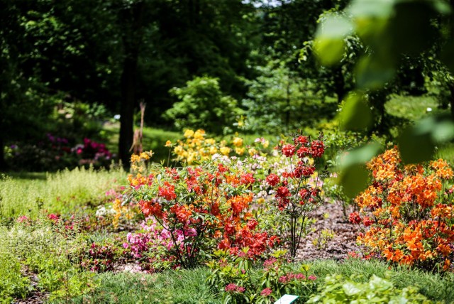 Ogród botaniczny w Radzionkowie. Wstęp bezpłatny.Zobacz kolejne zdjęcia. Przesuwaj zdjęcia w prawo - naciśnij strzałkę lub przycisk NASTĘPNE >>>