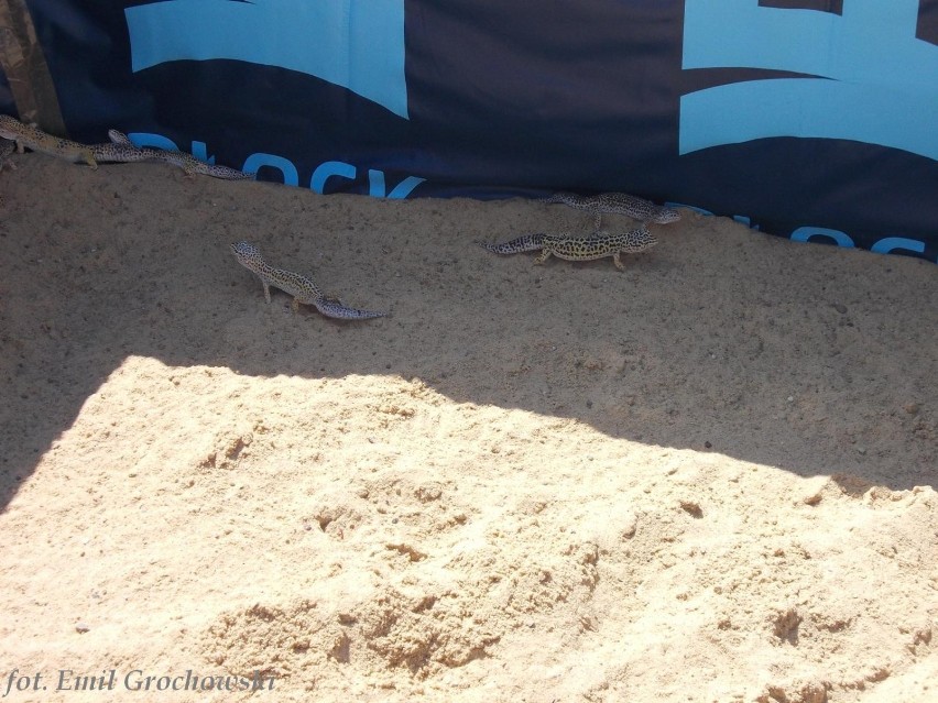 Zwierzęta pustyni gościły we wtorek na plaży przed ratuszem