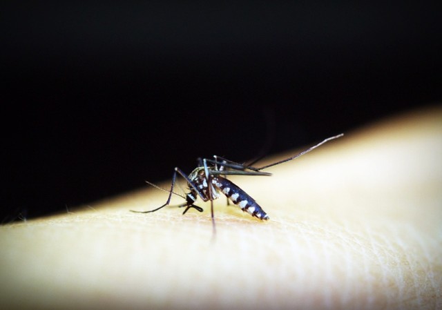 Niektóre środki odstraszające komary działają też antywirusowo