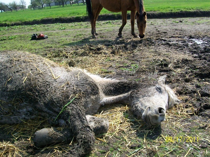 Dramat stada koni w Cholewach pod Warszawą (ZDJĘCIA)