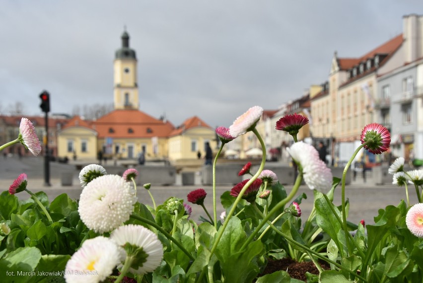 Takie kwiatki w Białymstoku. Miasto wita wiosnę [zdjęcia]