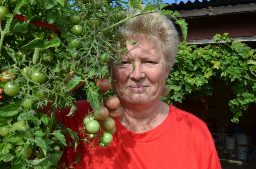 U państwa Krzyżanowskich obrodziło nie tylko pięknymi pomidorami [zdjęcia]