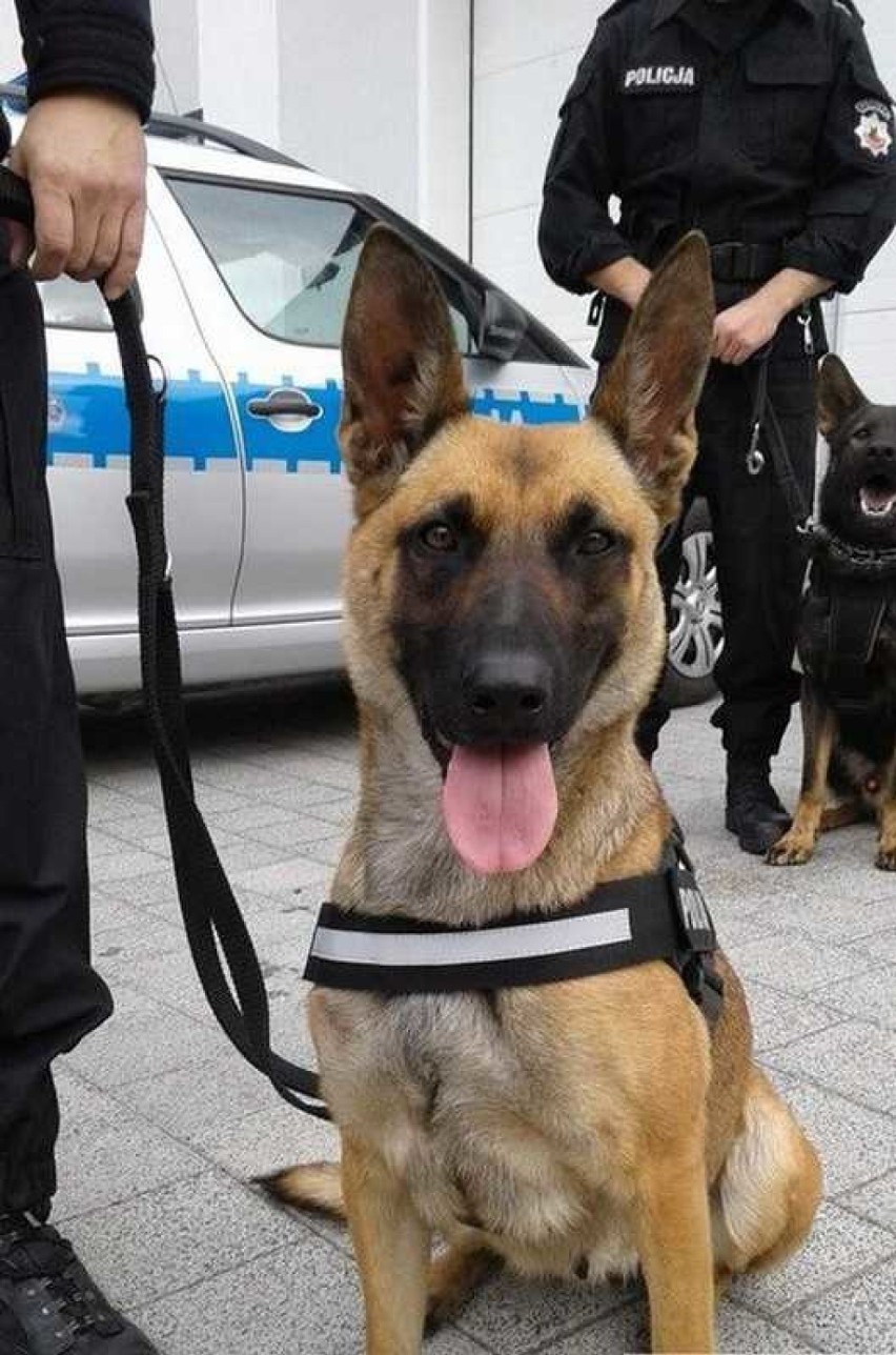 Policyjny pies z Aleksandrowa Kujawskiego wytropił złodzieja w Nowym Ciechocinku