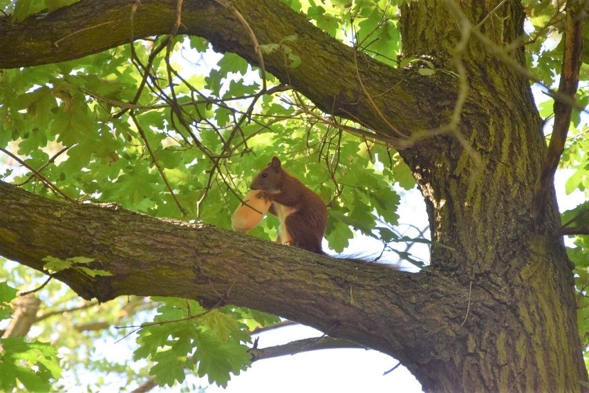 Wiewiórka w Parku Braniborskim w Zielonej Górze zajada się...