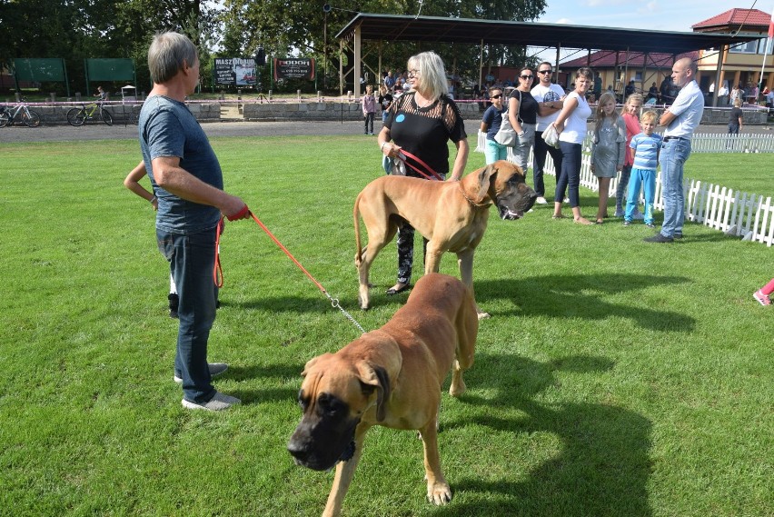 W niedzielę odbyła się wielka parada psów w Śmiglu