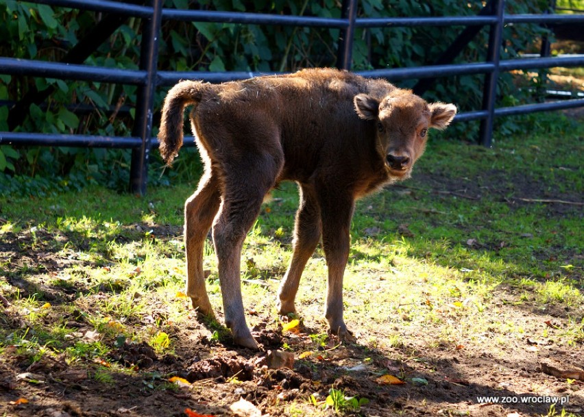 Żubr we wrocławskim zoo