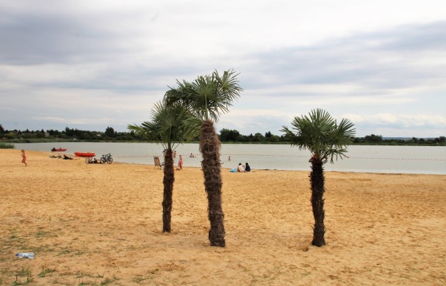 Palmy na plaży w Zamościu
