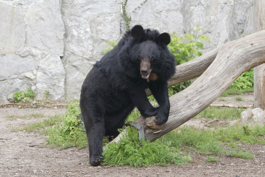 Niedźwiedzia w okolicach Wałbrzycha widziano dekadę temi
