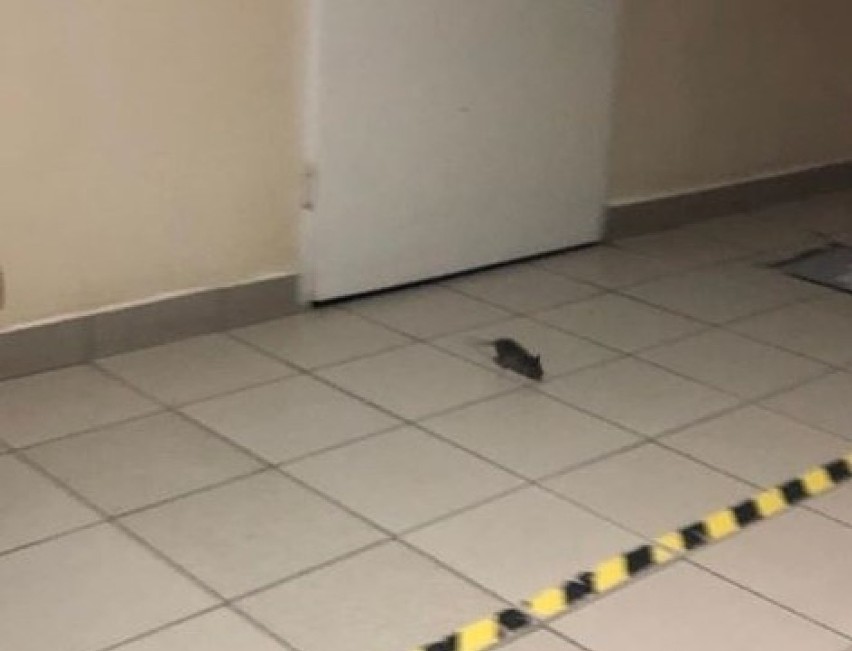 Szczur pojawił się na szpitalnym korytarzu w poniedziałek...