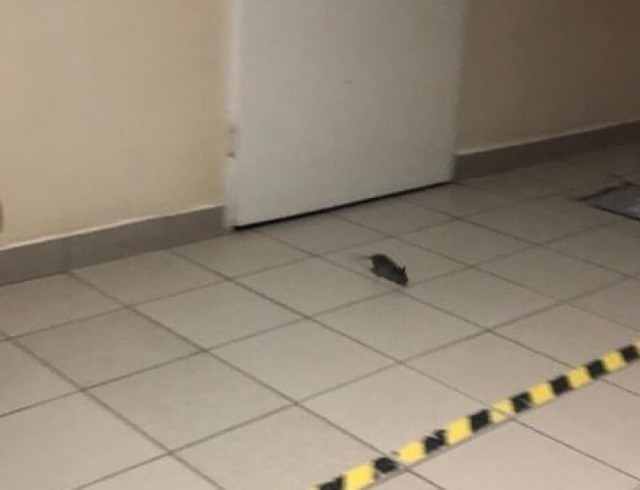 Szczur pojawił się na szpitalnym korytarzu w poniedziałek około 10 rano.