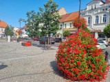 Pleszew stawia na jesienne porządki. Każdy może zabrać pelargonie do domu! To powtórka akcji, która latem okazała się sukcesem