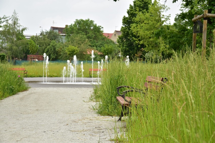 Tak wysokie trawy rosną w parku między ul. Kościuszki i...