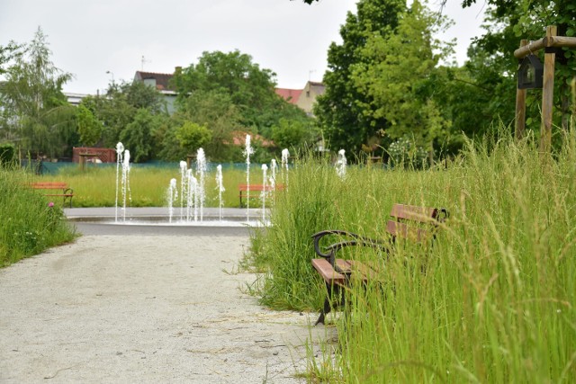 Tak wysokie trawy rosną w parku między ul. Kościuszki i Sienkiewicza w Żninie.
