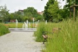 Żnin. W parku miejskim trawy są tak wysokie, że ławek nie widać. Dlaczego? [zdjęcia] 