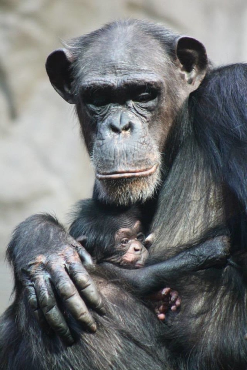 Zoo Warszawa. Trzecie urodziny szympansa Tytusa