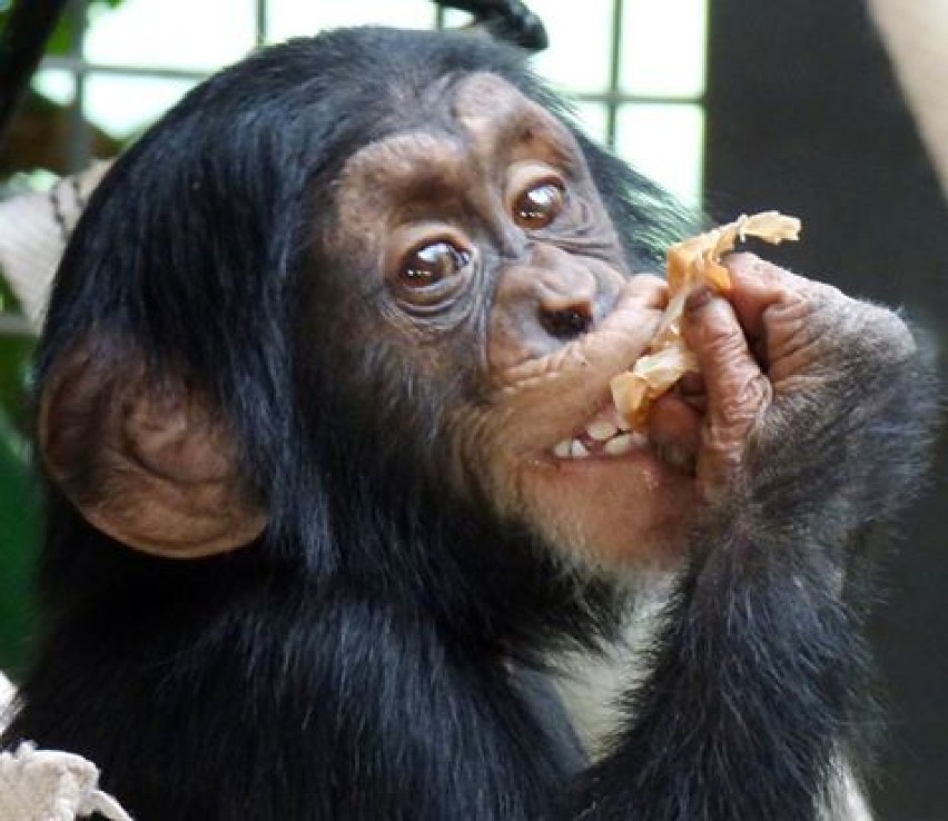 Zoo Warszawa. Trzecie urodziny szympansa Tytusa