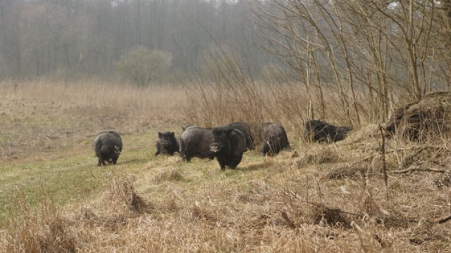 Świnie wietnamskie biegają po terenie Gminy Dopiero