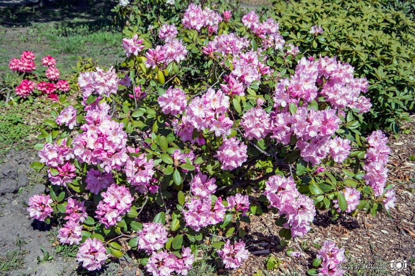 Rododendrony w parku miejskim zachwycają kolorami