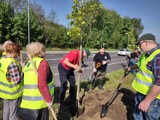 Rybnik: 90 drzew zasadzono w dzielnicy Orzepowice. Osłonią osiedle mieszkaniowe od drogi. Zobaczcie