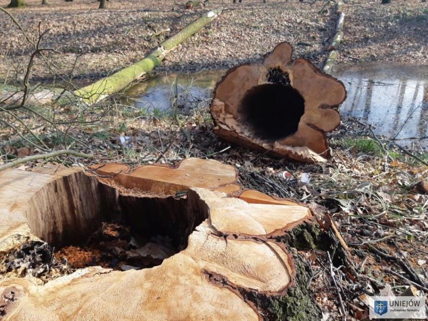 Porządki w parku przy zamku w Uniejowie. Była wycinka, będą nowe nasadzenia (zdjęcia)