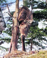 Tatry: stada wilków polują na jelenie
