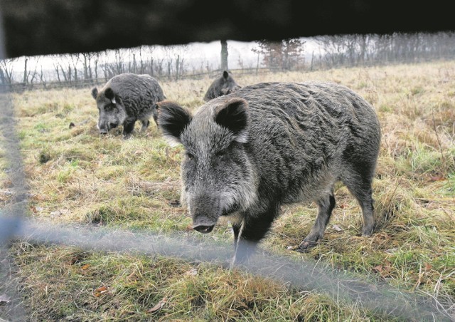 Dziki, szukając nowych żerowisk, przechodzą przez jezdnię