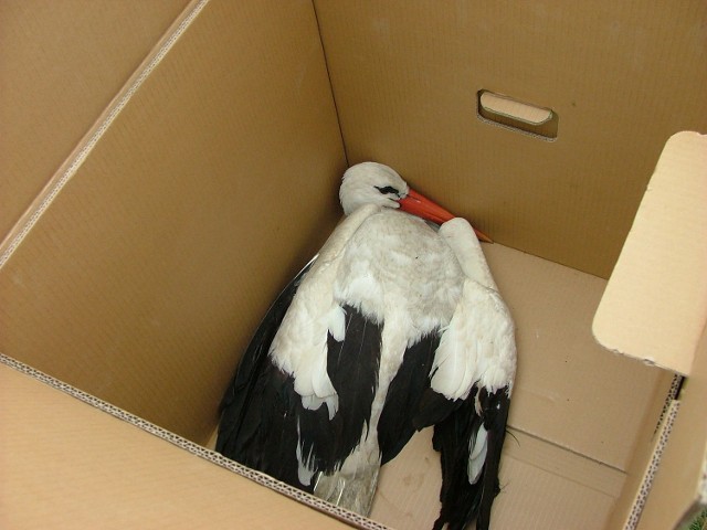 Pracownicy gminy Maków uratowali bociana. Ptak miał uszkodzone skrzydło, dlatego nie mógł odlecieć do ciepłych krajów.
Po schwytaniu bociana umieszczono w pudle.