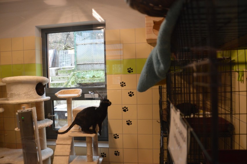 Gdyńskie koty z Ciapkowa proszą o pomoc i adopcję [zdjęcia]