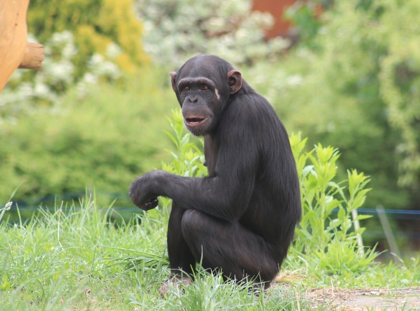 Kup obraz warszawskiej szympansicy i pomóż uratować dzikie...