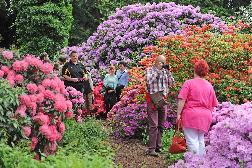 Arboretum w Kórniku: Dni azalii i różaneczników