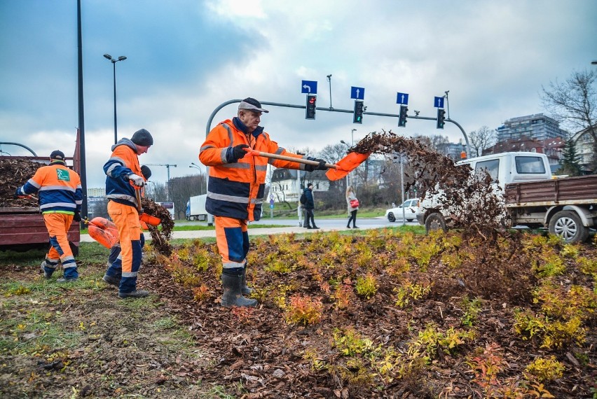 Nowe drzewa, krzewy i kwiaty posadzono wzdłuż al. Solidarności (ZDJĘCIA) 